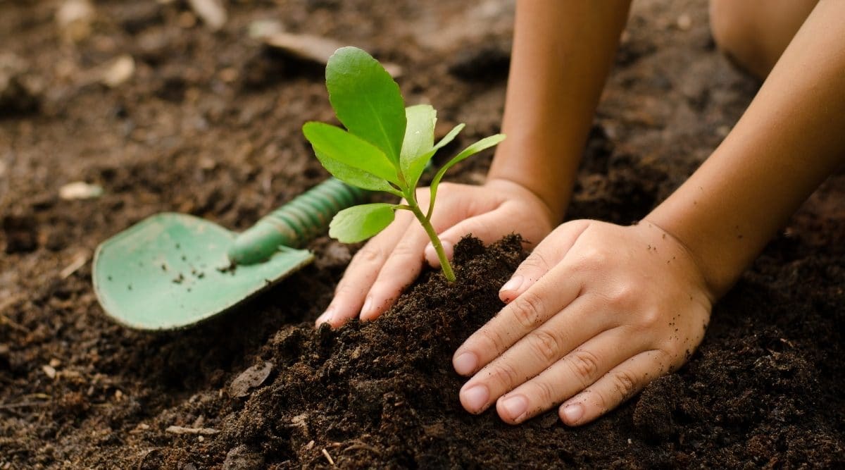 Gardening