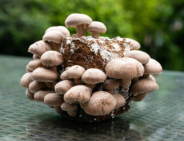 Magic Mushroom