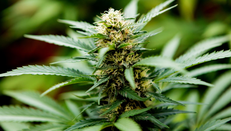 buy cbd